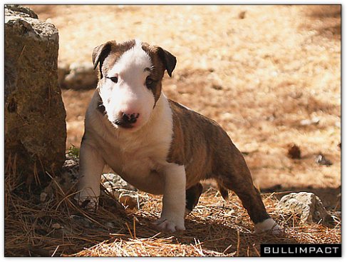 bullterrier bullimpact coco savannah 1