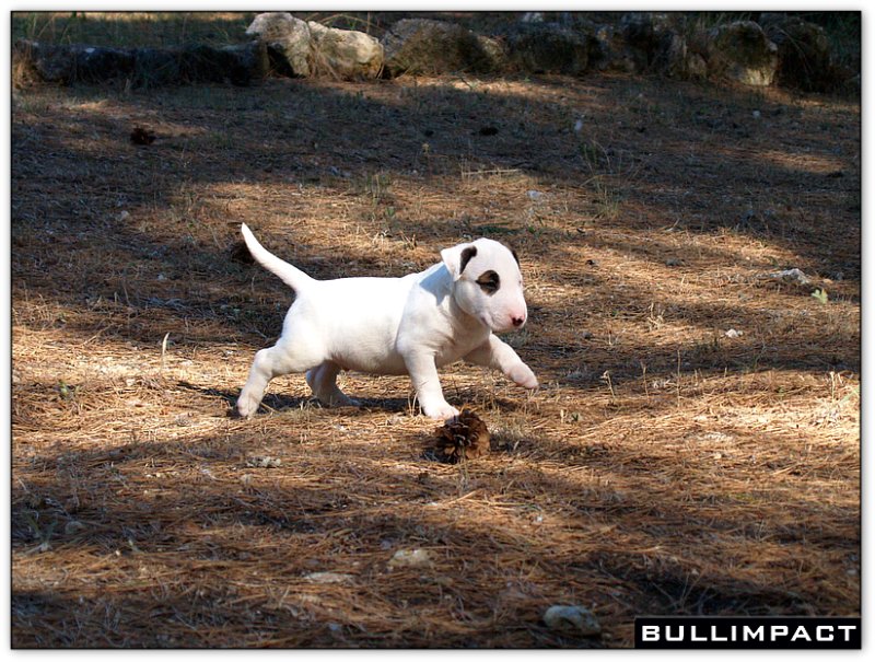 bullterrier bullimpact captain kidd 3
