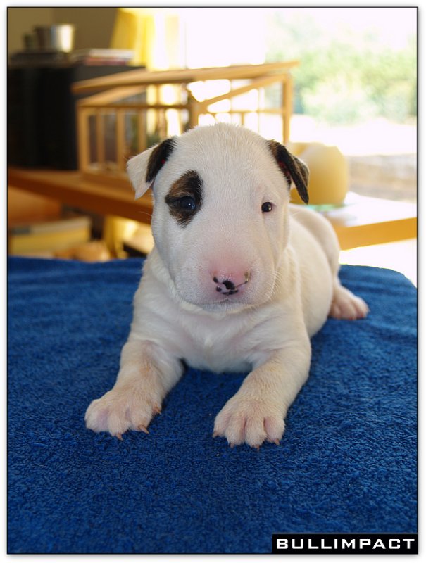 bullterrier bullimpact captain kidd