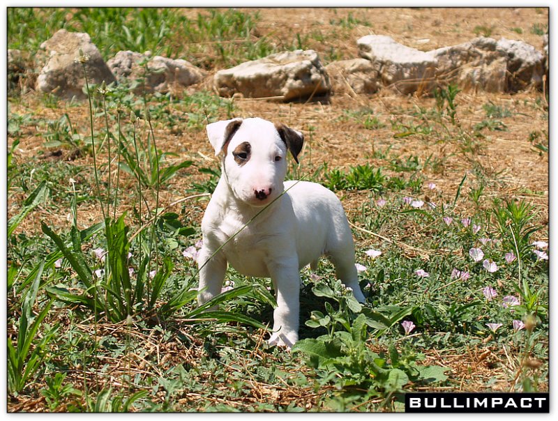 bullterrier bullimpact captain kidd 5