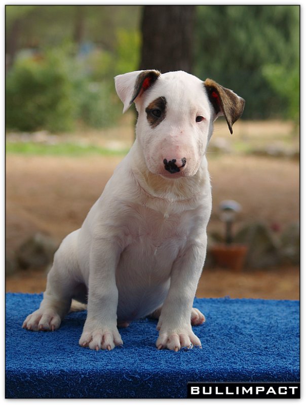 bullterrier bullimpact captain kidd 4