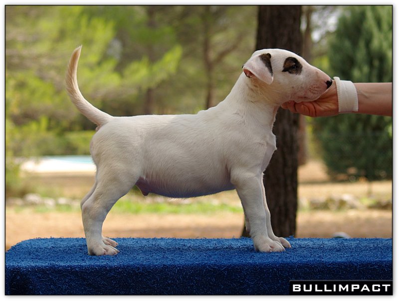 bullterrier bullimpact captain kidd 6