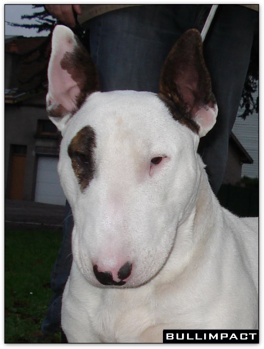 bullterrier bullimpact captain kidd 1