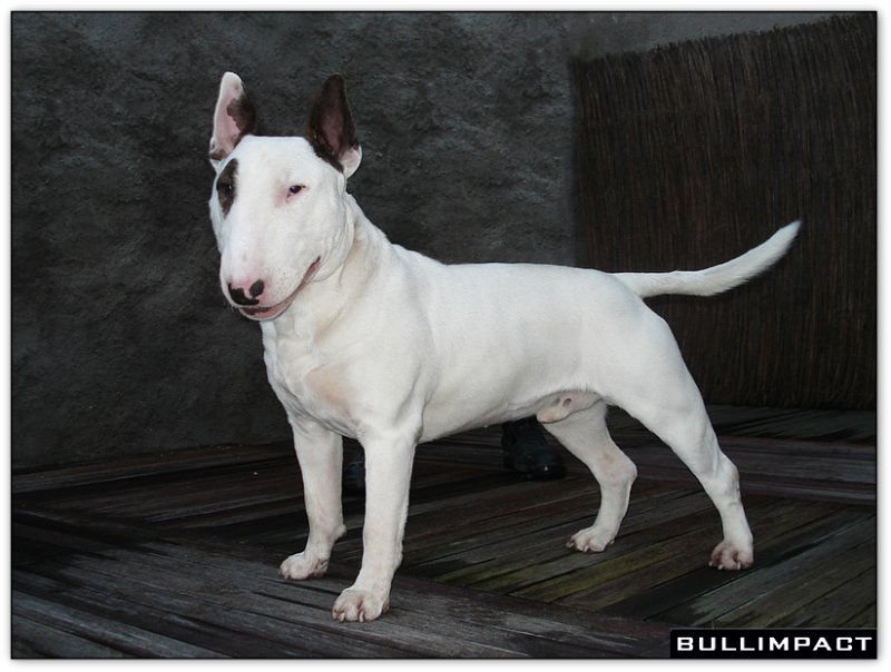 bullterrier bullimpact captain kidd 7