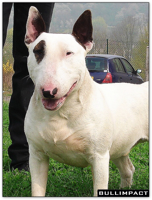 bullterrier bullimpact captain kidd 2