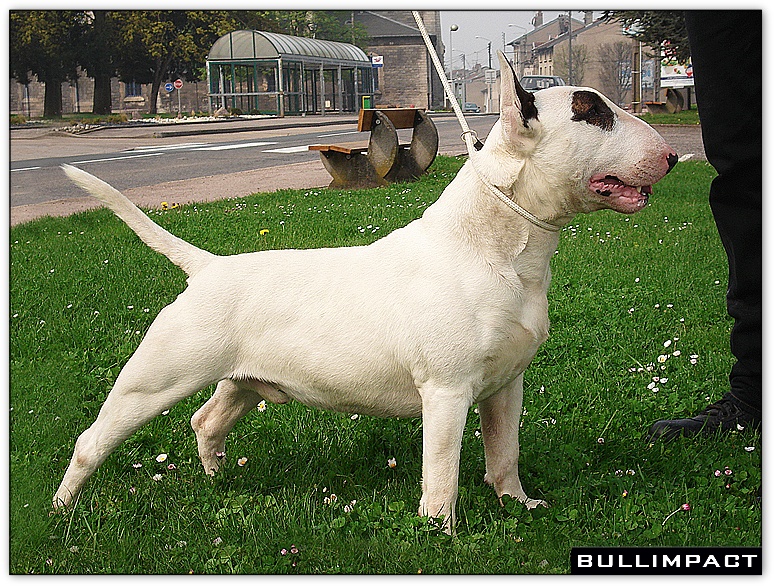 bullterrier bullimpact captain kidd 8
