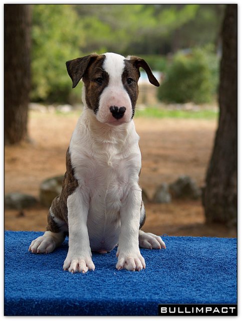 Bullimpact Calico Jack 2 mois