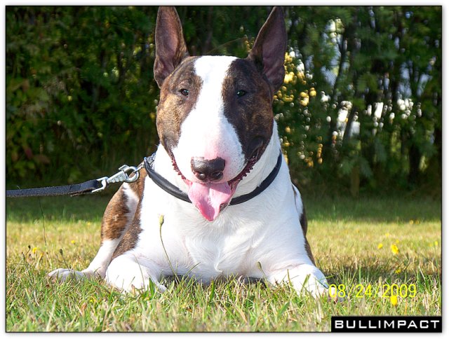 Bullimpact Calico Jack  27 mois