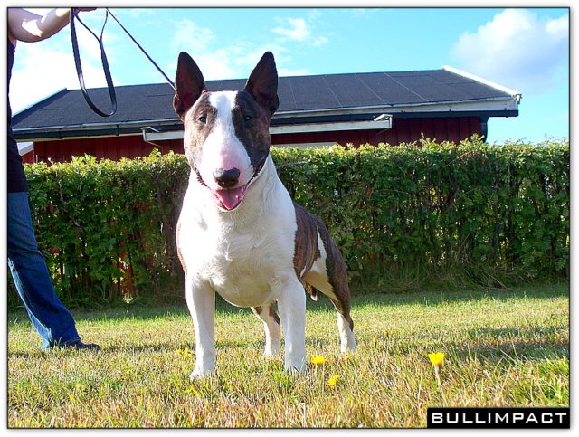 Bullimpact Calico Jack- 27 mois