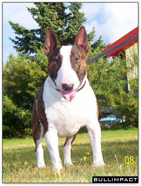 Bullimpact Calico Jack 27 mois