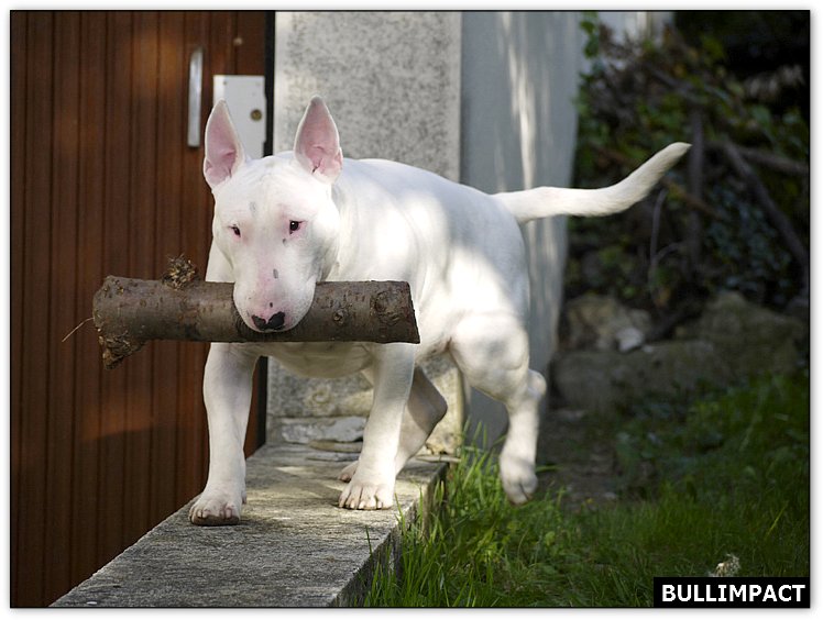 BULLIMPACT ECLIPSE OF THE HEART